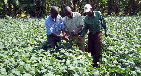 Agriculteurs dans un champ de soja